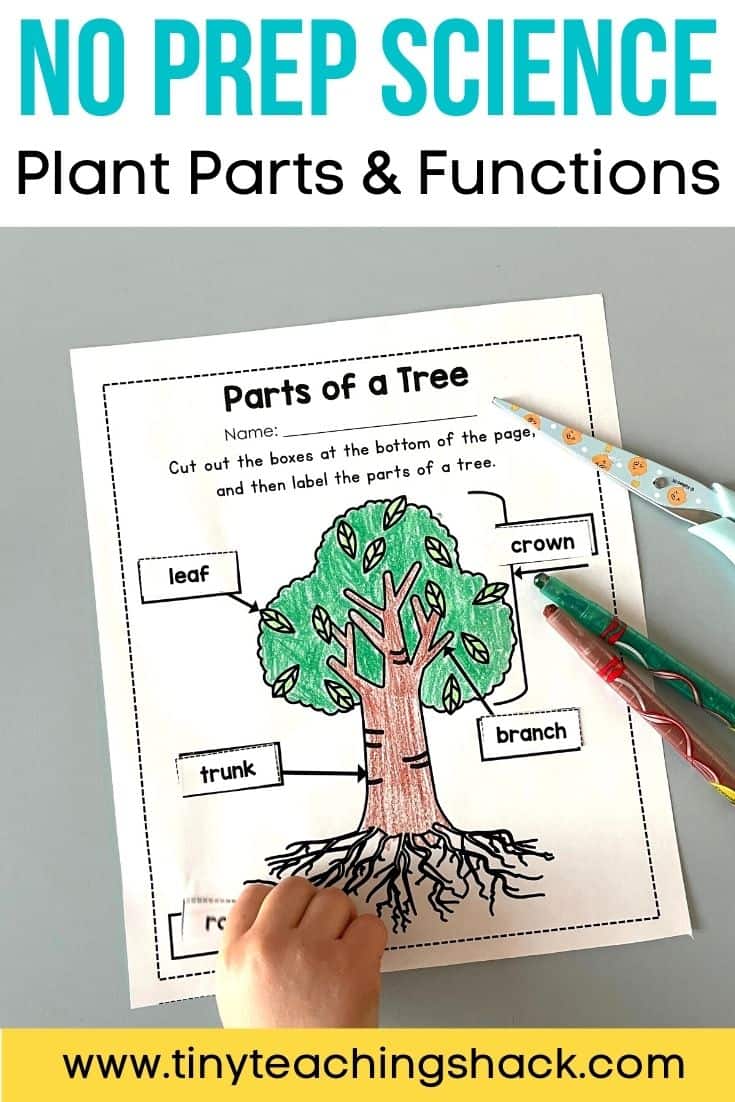 Parts of plants, Different parts of plants, Part of plants and their  functions